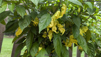 Primotalii - Pepper Seeds - White Hot Peppers